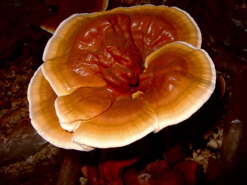 Ganoderma lucidum - reishi - Wendell Smith, Creative Commons (BY) license