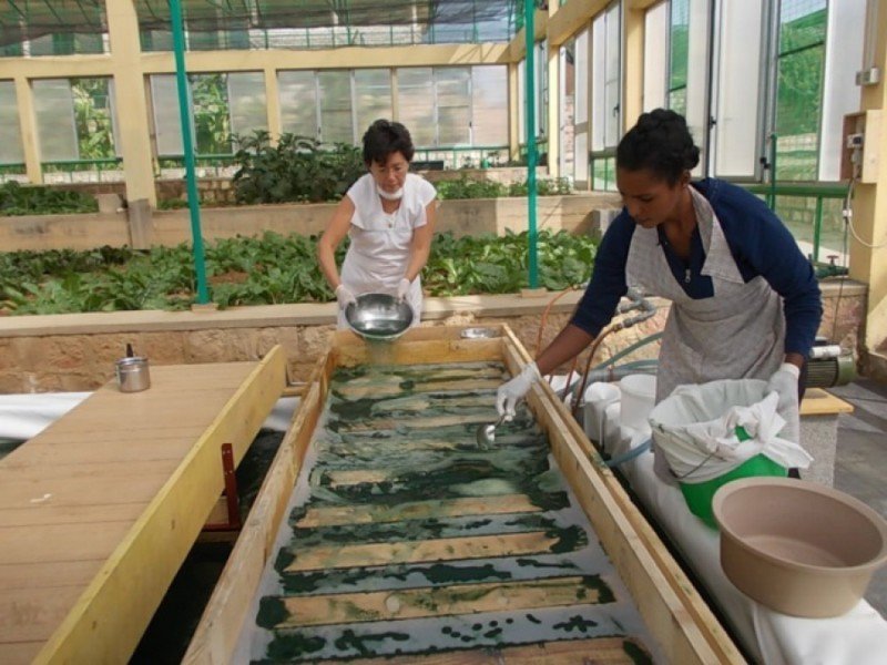 alga spirulina contro la malnutrizione