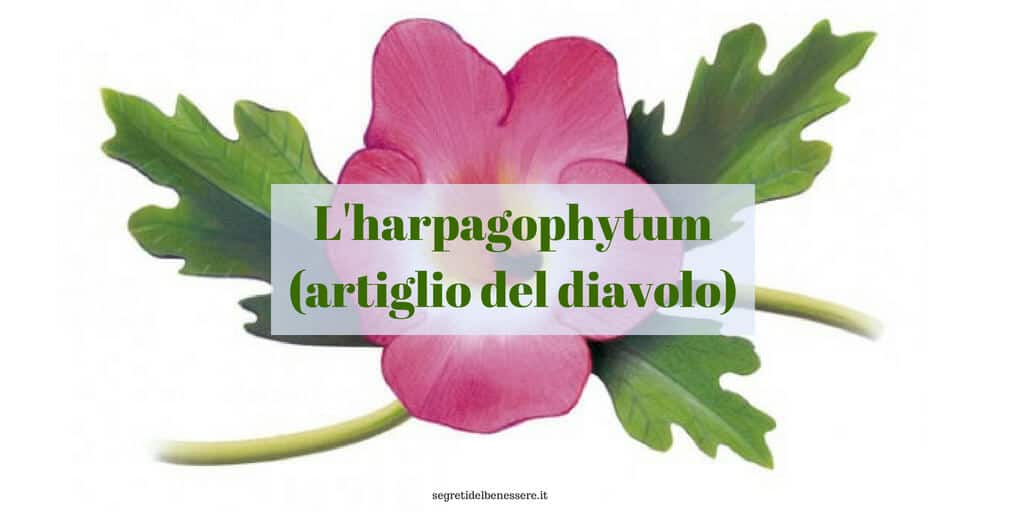harpagophytum - artiglio del diavolo