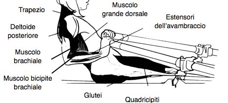 Fascia addominale