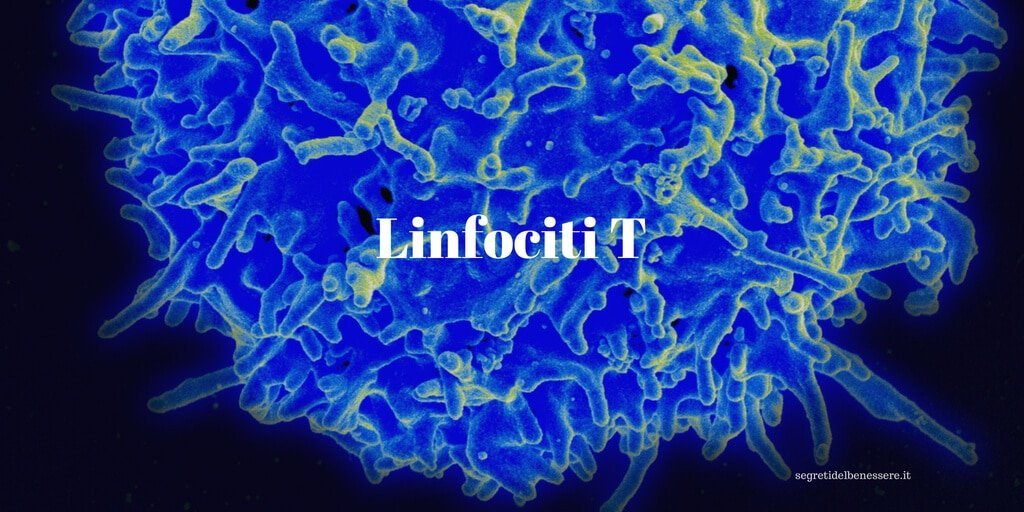 linfociti t
