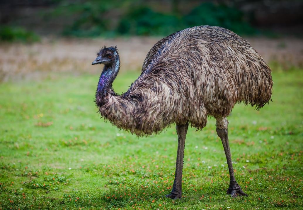 Olio di emù: proprietà e benefici per, corpo, pelle, capelli