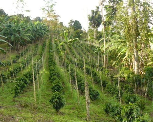 Coltivazione di caffè in Colombia, di U. S. Fish and Wildlife Service - Northeast Region, Creative Commons (BY) license