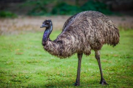 Olio di emù: proprietà e benefici per, corpo, pelle, capelli